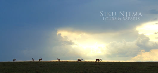 Impala Herd at Sunset - Masai Mara Reserve